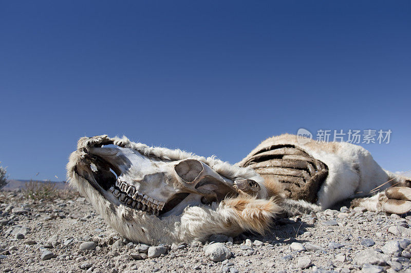 死牛躺在沙漠巴塔哥尼亚阿根廷