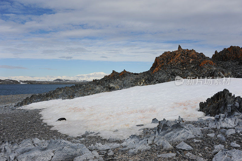 阿德利企鹅躺在雪地上