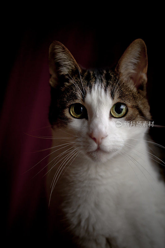 一张斑纹和白色的猫的肖像