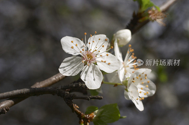 苹果花时间