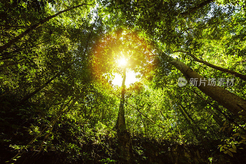 太阳在雨林，低角度的观点