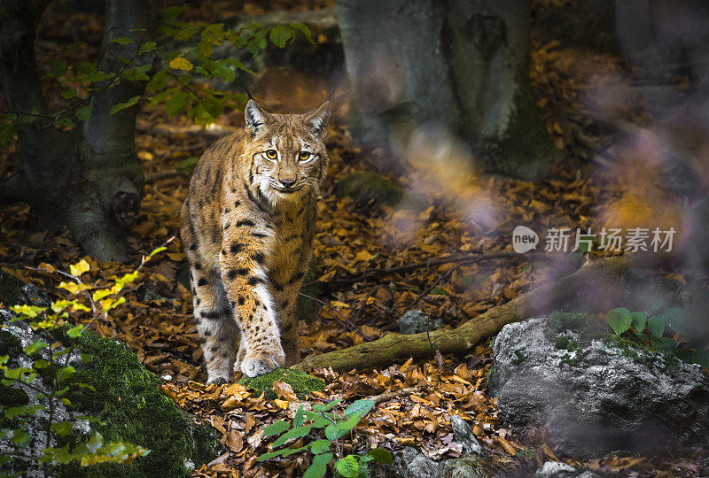 户外照片山猫在树林里散步