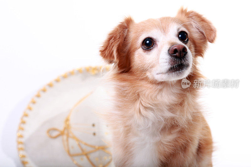 蝶耳犬与吉娃娃犬混合隔离在白色上