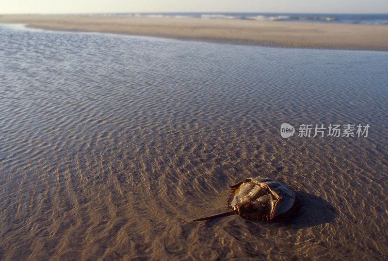 马蹄蟹和沙滩