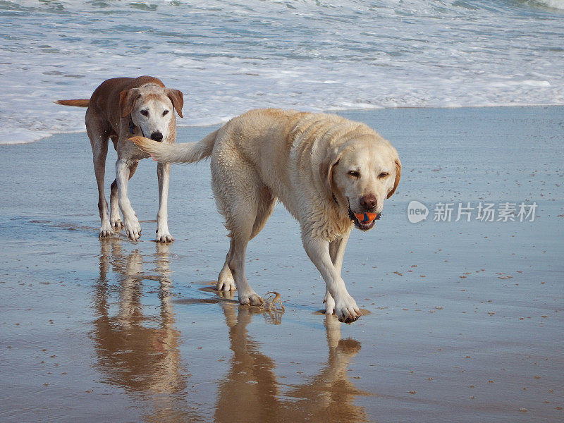 海滩上的狗