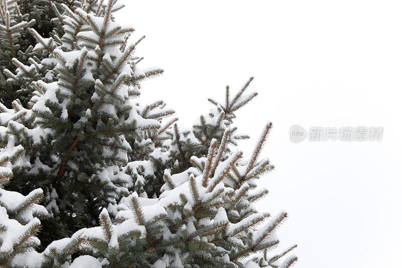 真正的松树，树枝上有雪