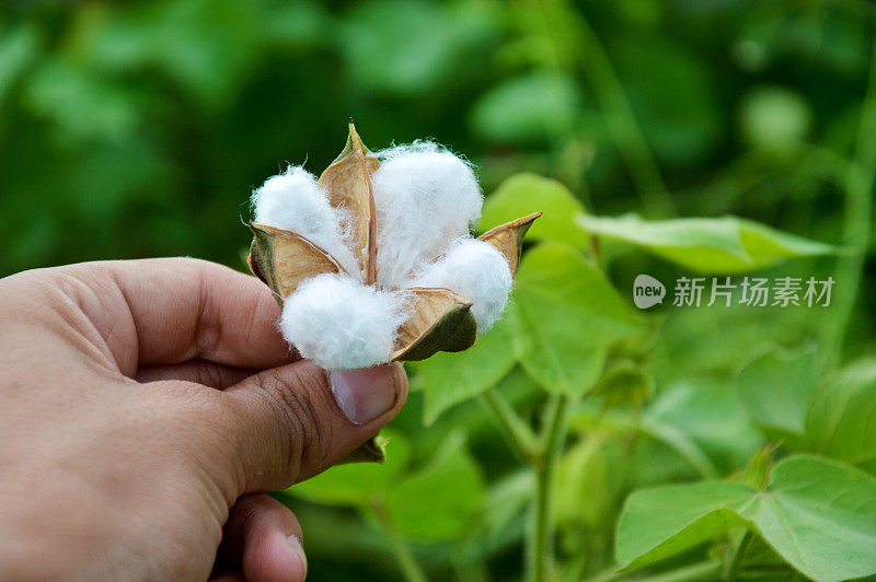 棉花地里