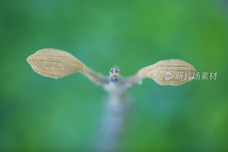 皇后树开花近