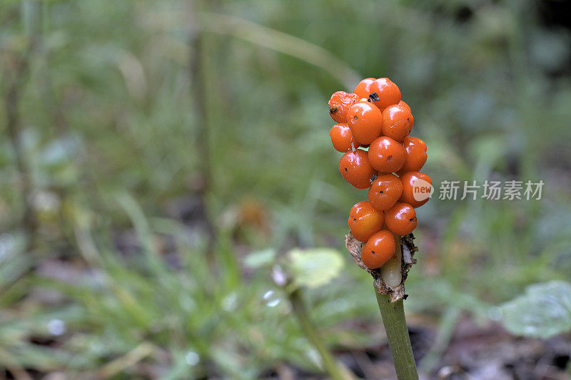 野生海芋有毒的橙色浆果