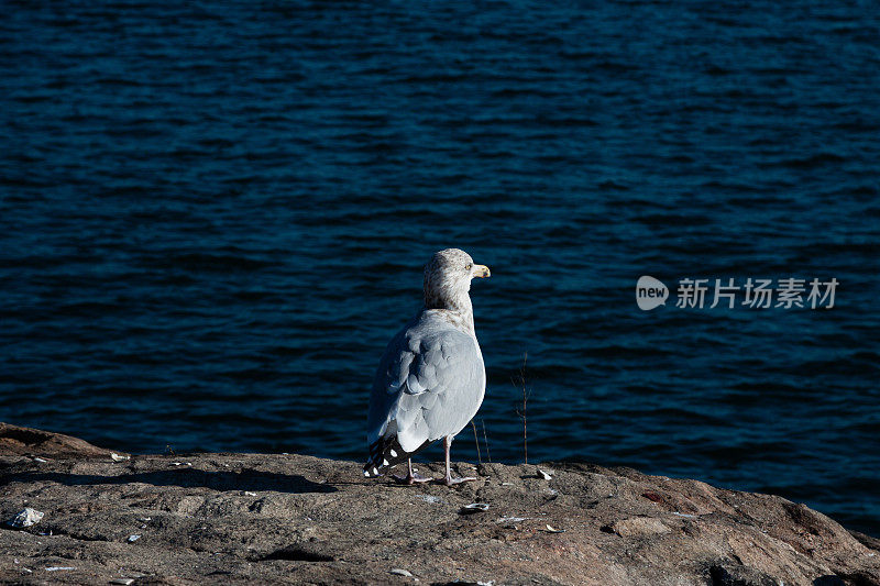 休息只海鸥