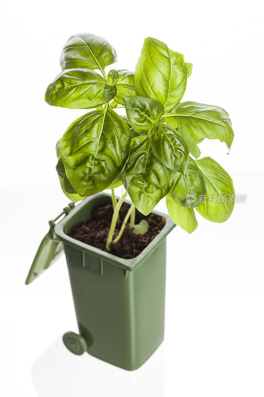 罗勒植物生长在绿色回收箱