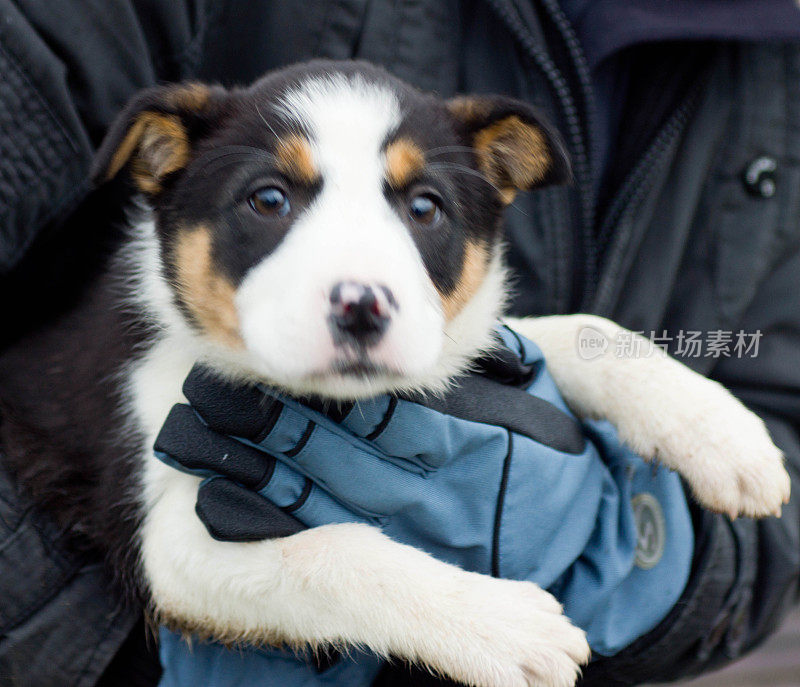 边境牧羊犬的小狗