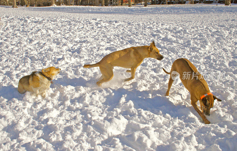 三只狗在雪中玩耍