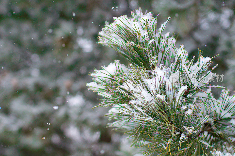 白雪皑皑的松树