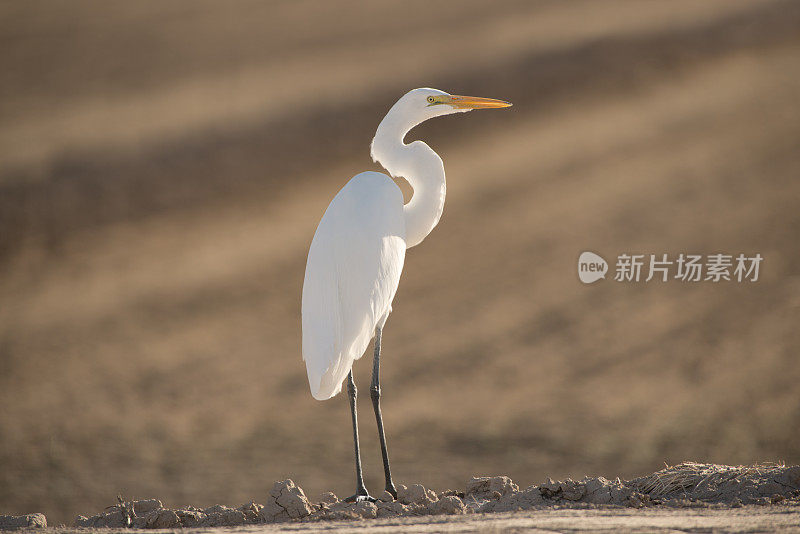 大白鹭