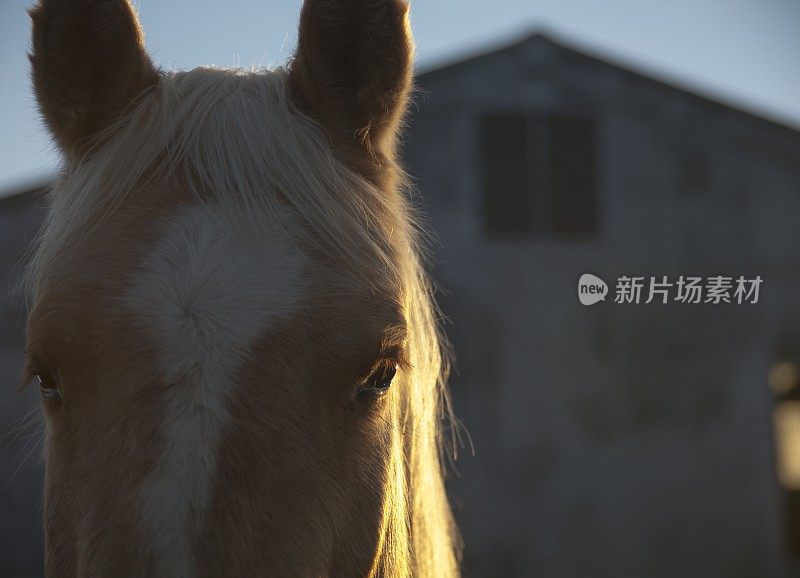 马-背光的眼睛