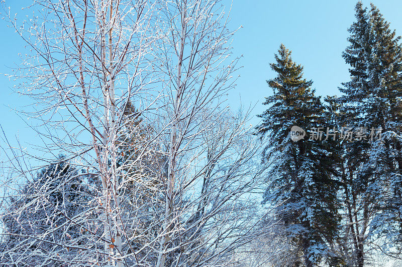霜纸桦树和常青树