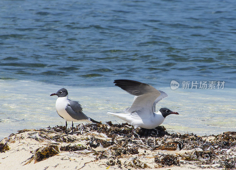 笑鸟类海滩