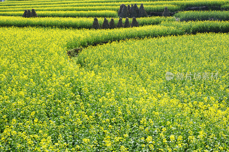 美丽的野外风景