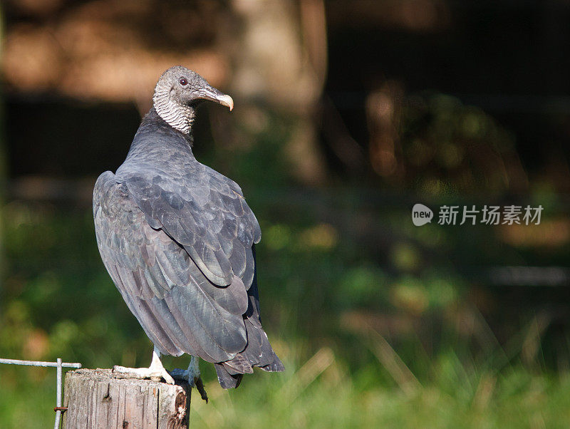 黑秃鹫在栅栏柱上