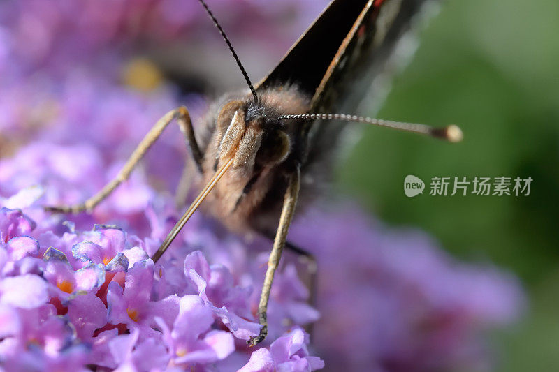 蝴蝶特写镜头