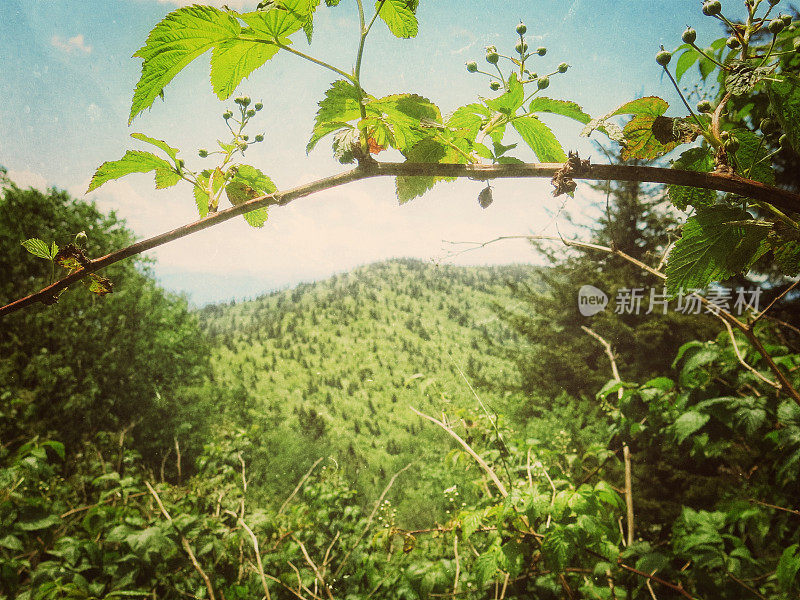 安德鲁的秃头小径,烟山国家公园,田纳西州