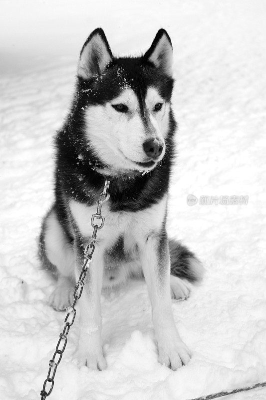 狗拉雪橇