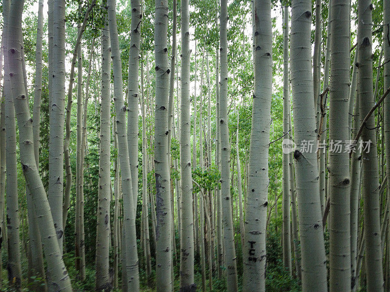 Mobilestock山杨岩石山景观