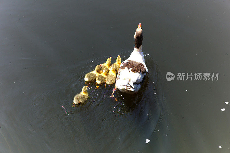 大雁带着孩子在土耳其的湖里游泳
