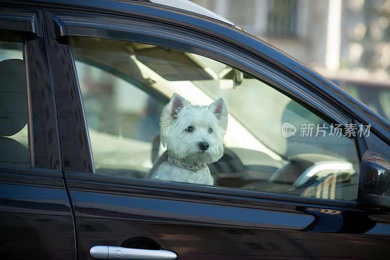 狗在车里等着