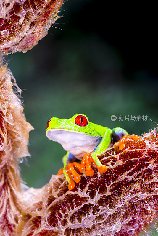 红眼树蛙在蜗牛花上，哥斯达黎加动物