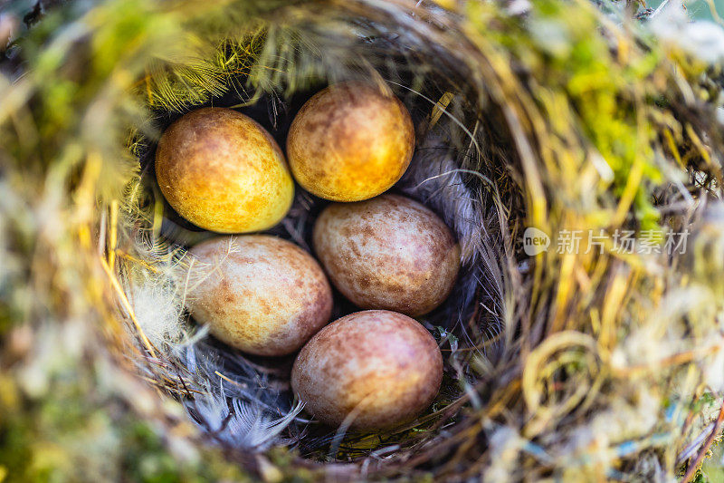 鸟用蛋筑巢