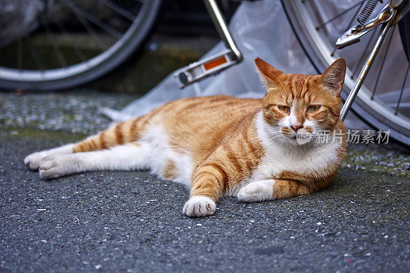 小猫慵懒的下午