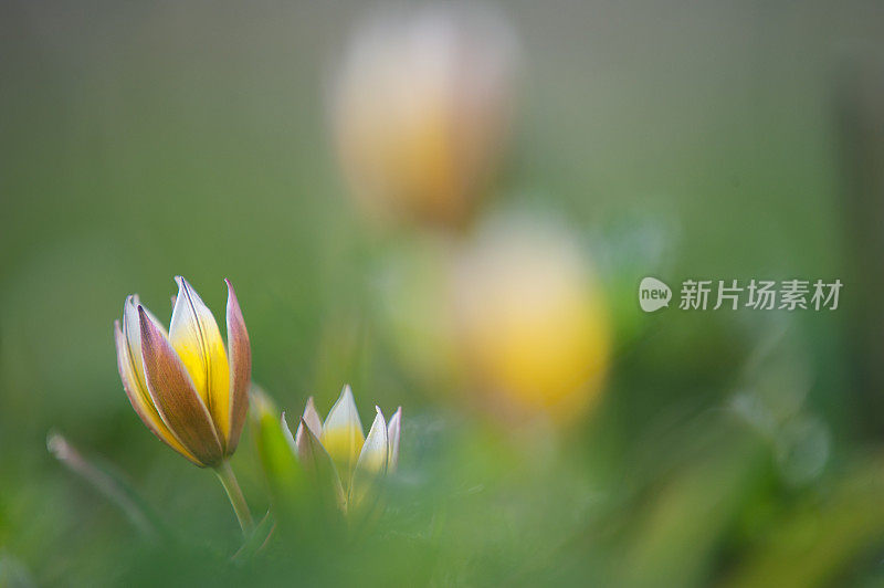 Tarda郁金香，春季的植物学郁金香