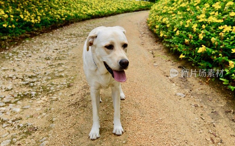 拉布拉多寻回犬