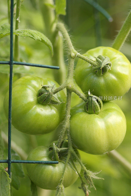 藤上的绿番茄