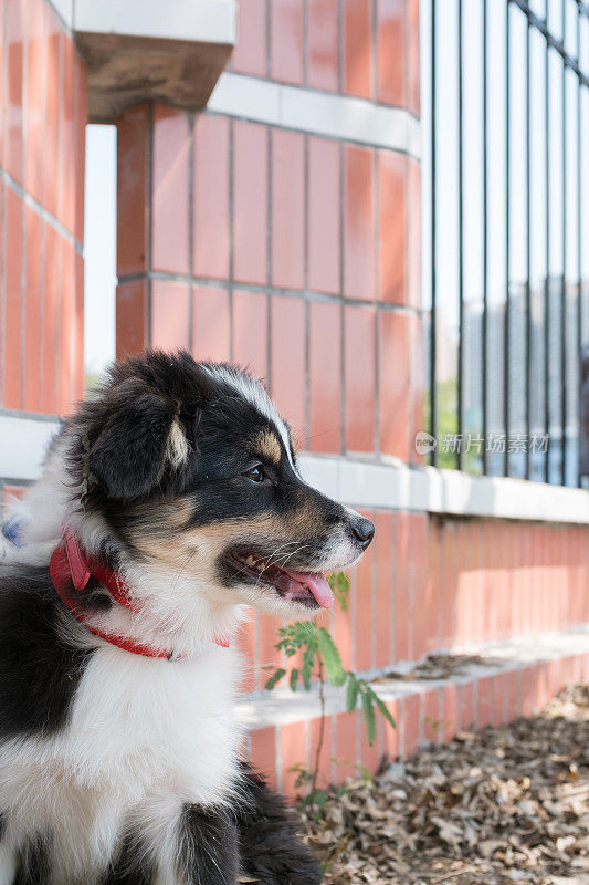 边境牧羊犬的狗