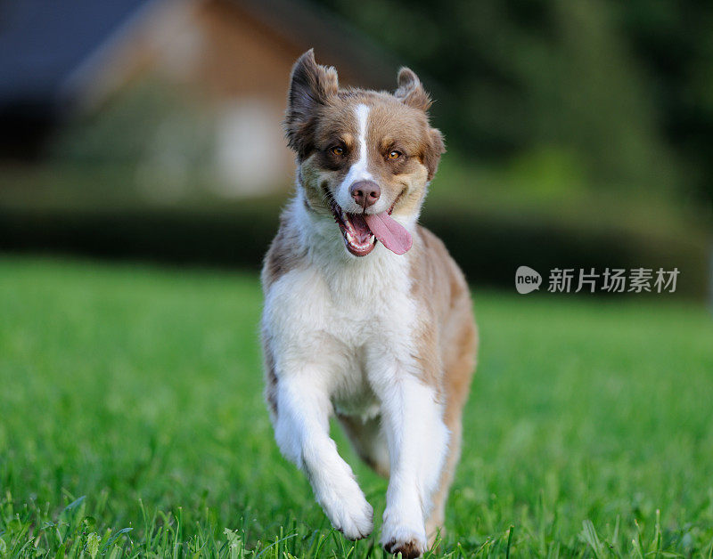 年轻的澳大利亚牧羊犬在草地上玩耍(XXXL)