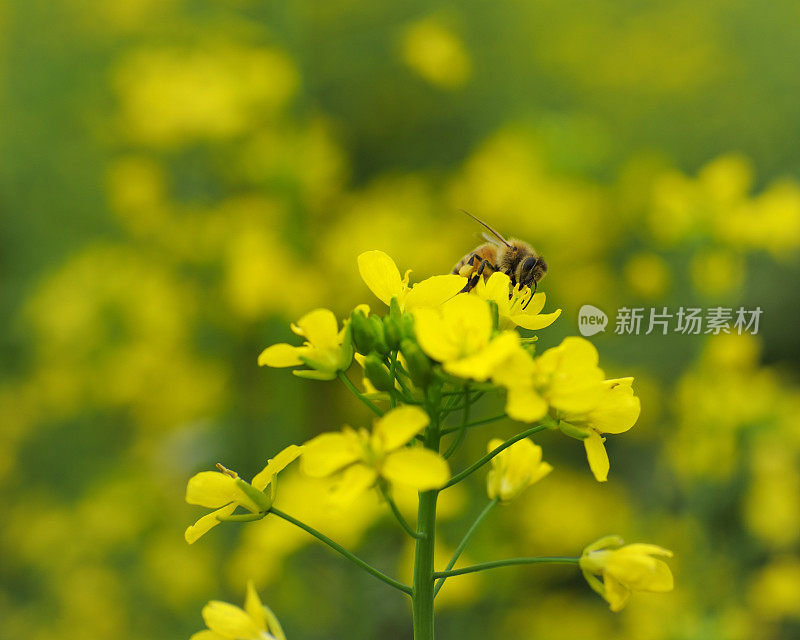 勤劳的蜜蜂