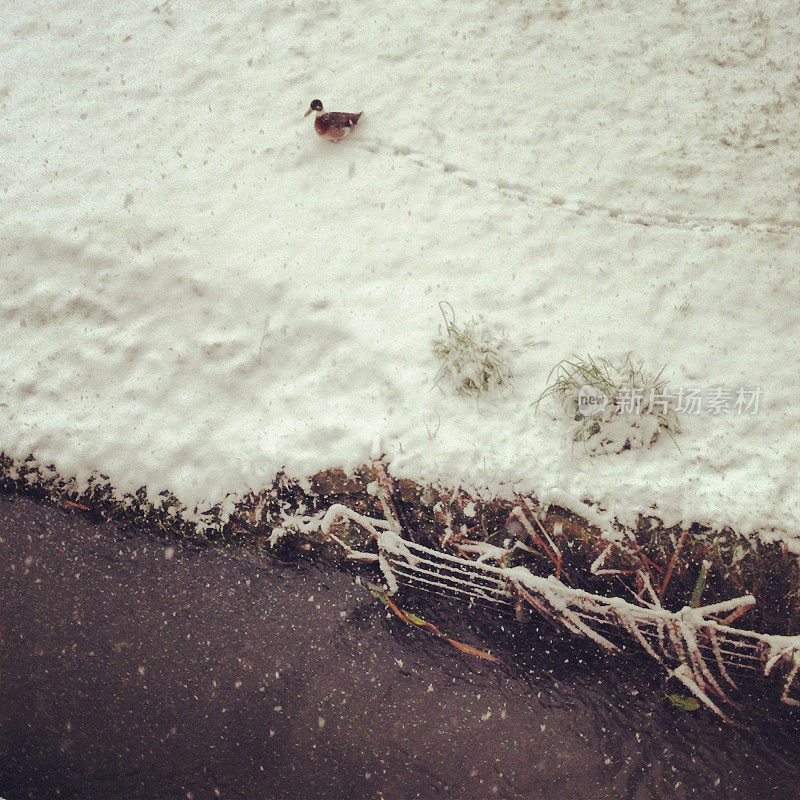鸭子在雪中行走