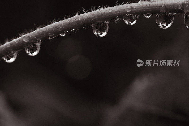 依附在植物茎上的雨滴-自然背景