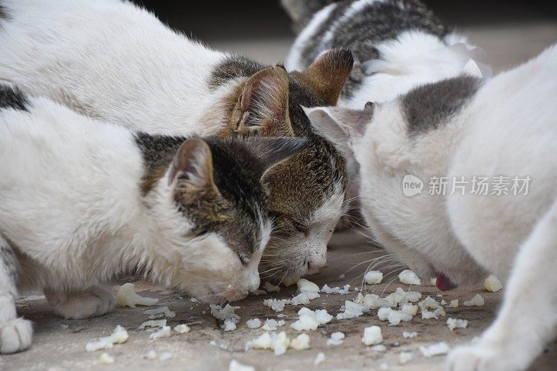 食猫科