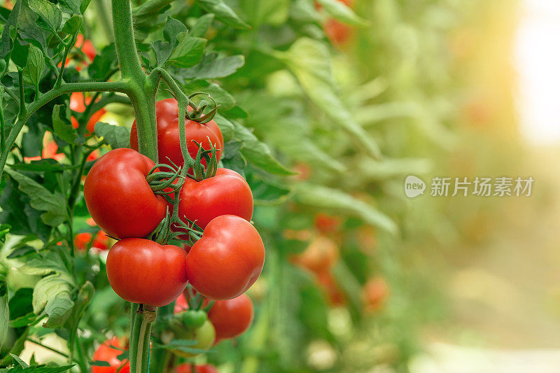 温室中的番茄
