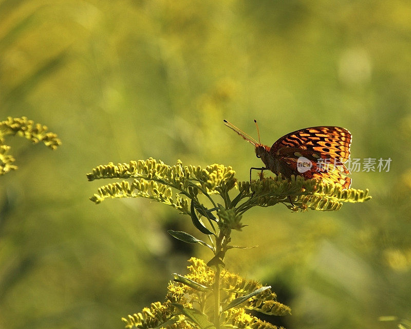 伟大的闪烁Fritillary3