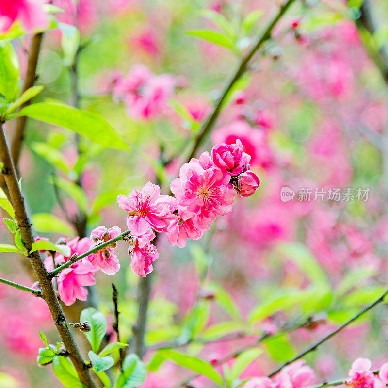 粉色的梅花