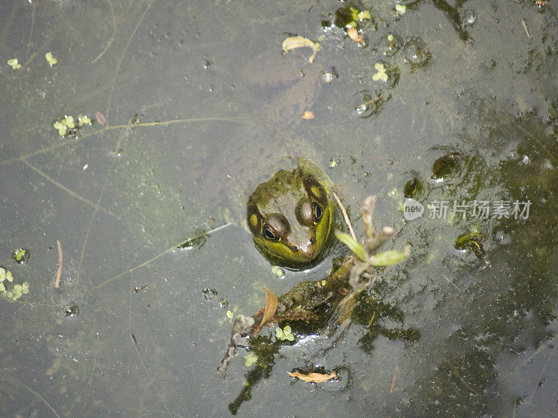 绿色的小青蛙