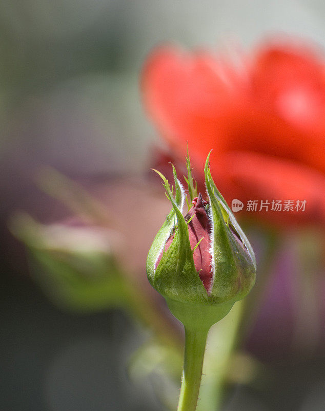 玫瑰花蕾特写