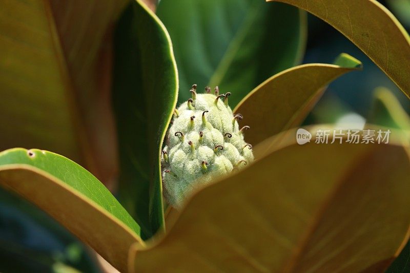 木兰叶和种子荚