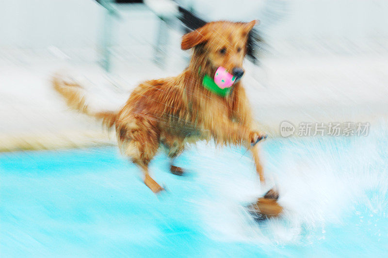 动态模糊:狗在游泳池中跳跃