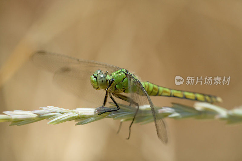 蜻蜓，女西部庞德霍克